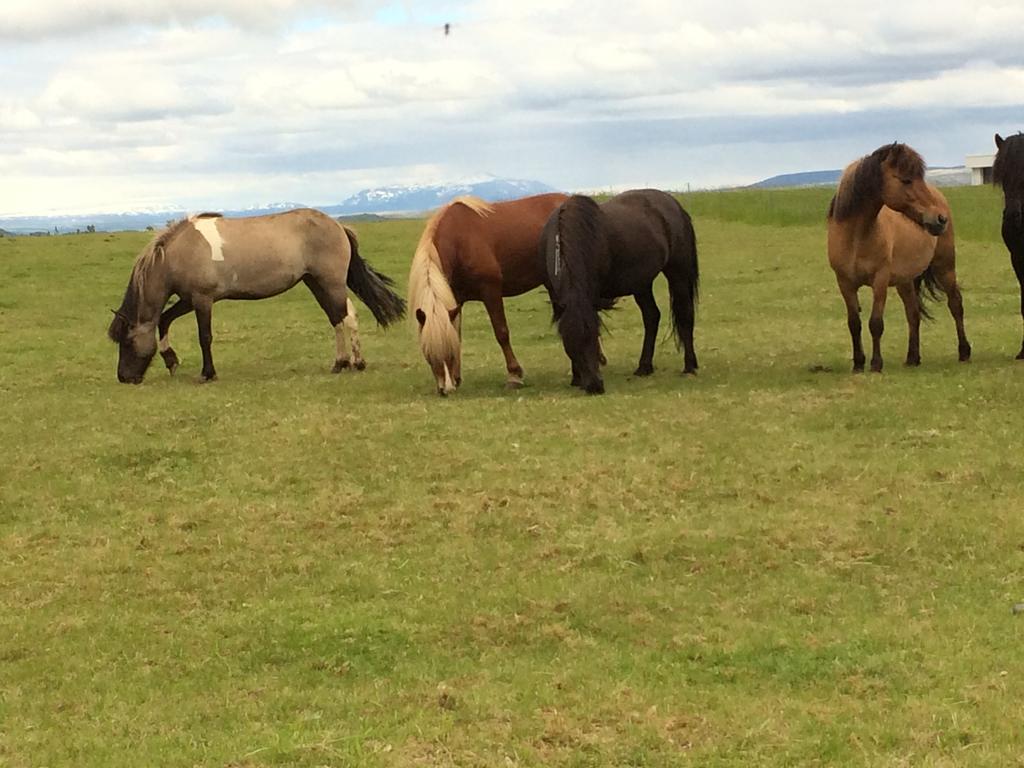 Laugaras Villa - South Iceland מראה חיצוני תמונה